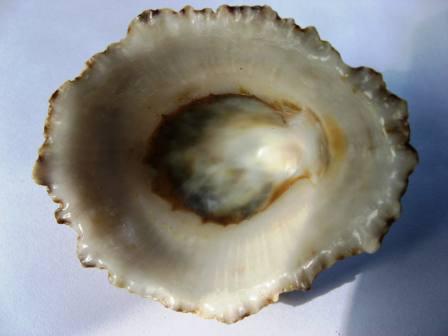 Cos''� ferrugina??